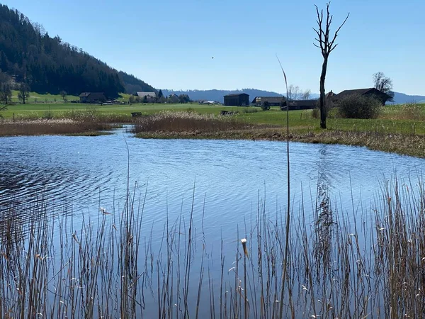 Naturschutzgebiet Hagimoos Mit Sumpfigen Auen Und Weiden Kottwil Kanton Luzern — Stockfoto