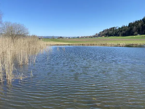 Doğal Koruma Alanı Hagimoos Naturschutzgebiet Hagimoos Bataklık Ovaları Çayırları Ile — Stok fotoğraf