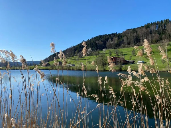 Sen Vinter Och Tidig Vår Den Vackra Lilla Sjön Egolzwilersee — Stockfoto