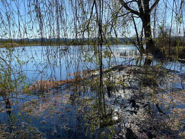 Inverno Tardio Início Primavera Belo Pequeno Lago Egolzwilersee Lago Egolzwiler — Fotografia de Stock