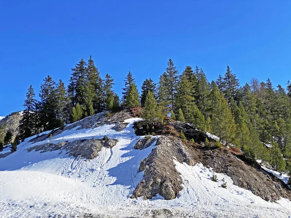 Frühlingsstimmung Den Alpinen Nadelwäldern Und Unter Den Immergrünen Bäumen Den — Stockfoto