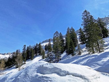Alp kozalaklı ormanlarda bahar atmosferi ve bir Les Diablerets kütlesinde Sex Rouge dağının yamaçlarında (veya Scex Rouge) ebedi yeşil ağaçlar arasında İsviçre / Suisse