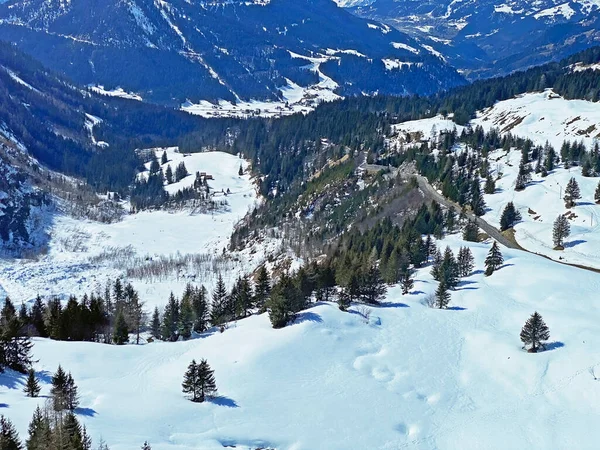 Ambiente Primaveral Los Bosques Alpinos Coníferas Entre Los Árboles Siempreverdes — Foto de Stock