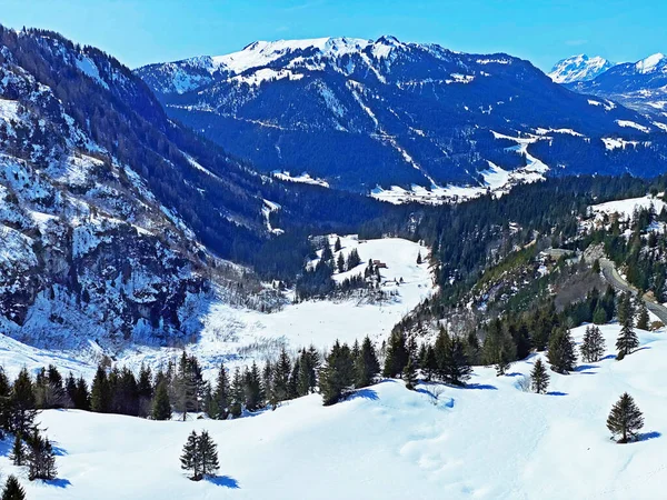 Atmosfera Primavera Nas Florestas Coníferas Alpinas Entre Árvores Perenes Nas — Fotografia de Stock