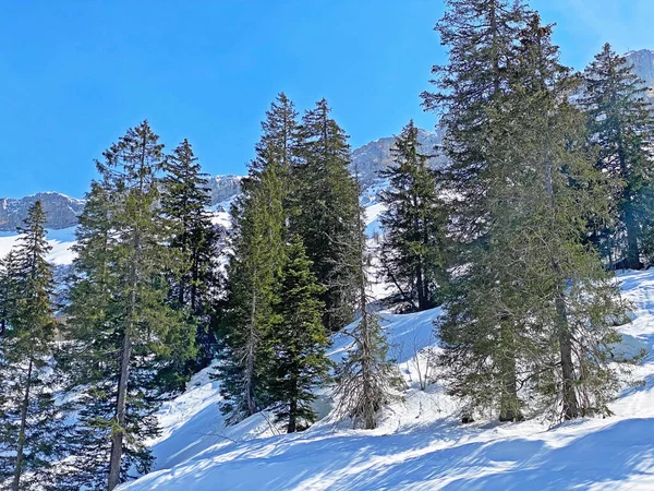 Ambiente Primaveral Los Bosques Alpinos Coníferas Entre Los Árboles Siempreverdes — Foto de Stock