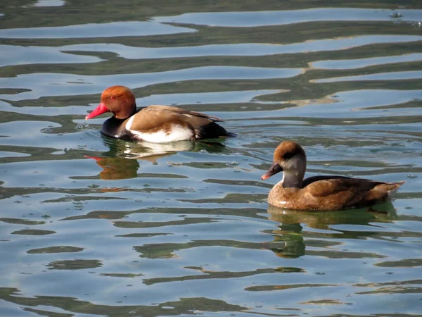 Avecilla Cresta Roja Netta Rufina Die Kolbenente Patka Gogoljica Las — Foto de Stock