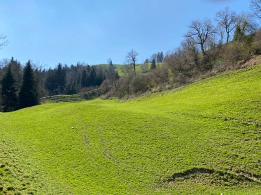 Baharın başlarında İsviçre dağ kütlesi Pilatus 'un yamaçlarında bulunan Subalpine çayırlar ve çiftlik hayvanları otlakları, Schwarzenberg LU - Lucerne Kantonu (Kanton Luzern), İsviçre (Schweiz)