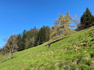 Baharın başlarında İsviçre dağ kütlesi Pilatus 'un yamaçlarında bulunan Subalpine çayırlar ve çiftlik hayvanları otlakları, Schwarzenberg LU - Lucerne Kantonu (Kanton Luzern), İsviçre (Schweiz)