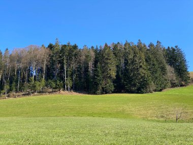 Baharın başlarında İsviçre dağ kütlesi Pilatus 'un yamaçlarında bulunan Subalpine çayırlar ve çiftlik hayvanları otlakları, Schwarzenberg LU - Lucerne Kantonu (Kanton Luzern), İsviçre (Schweiz)