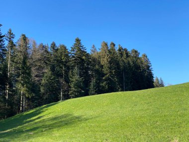 Baharın başlarında İsviçre dağ kütlesi Pilatus 'un yamaçlarında bulunan Subalpine çayırlar ve çiftlik hayvanları otlakları, Schwarzenberg LU - Lucerne Kantonu (Kanton Luzern), İsviçre (Schweiz)
