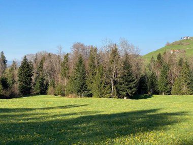 Baharın başlarında İsviçre dağ kütlesi Pilatus 'un yamaçlarında bulunan Subalpine çayırlar ve çiftlik hayvanları otlakları, Schwarzenberg LU - Lucerne Kantonu (Kanton Luzern), İsviçre (Schweiz)