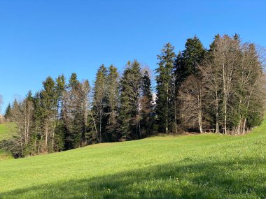 Baharın başlarında İsviçre dağ kütlesi Pilatus 'un yamaçlarında bulunan Subalpine çayırlar ve çiftlik hayvanları otlakları, Schwarzenberg LU - Lucerne Kantonu (Kanton Luzern), İsviçre (Schweiz)