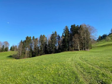 Baharın başlarında İsviçre dağ kütlesi Pilatus 'un yamaçlarında bulunan Subalpine çayırlar ve çiftlik hayvanları otlakları, Schwarzenberg LU - Lucerne Kantonu (Kanton Luzern), İsviçre (Schweiz)