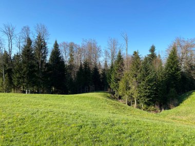 Baharın başlarında İsviçre dağ kütlesi Pilatus 'un yamaçlarında bulunan Subalpine çayırlar ve çiftlik hayvanları otlakları, Schwarzenberg LU - Lucerne Kantonu (Kanton Luzern), İsviçre (Schweiz)