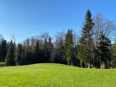 Baharın başlarında İsviçre dağ kütlesi Pilatus 'un yamaçlarında bulunan Subalpine çayırlar ve çiftlik hayvanları otlakları, Schwarzenberg LU - Lucerne Kantonu (Kanton Luzern), İsviçre (Schweiz)