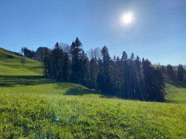 Baharın başlarında İsviçre dağ kütlesi Pilatus 'un yamaçlarında bulunan Subalpine çayırlar ve çiftlik hayvanları otlakları, Schwarzenberg LU - Lucerne Kantonu (Kanton Luzern), İsviçre (Schweiz)