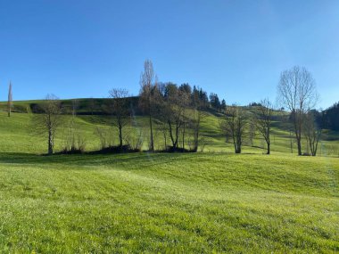 Baharın başlarında İsviçre dağ kütlesi Pilatus 'un yamaçlarında bulunan Subalpine çayırlar ve çiftlik hayvanları otlakları, Schwarzenberg LU - Lucerne Kantonu (Kanton Luzern), İsviçre (Schweiz)