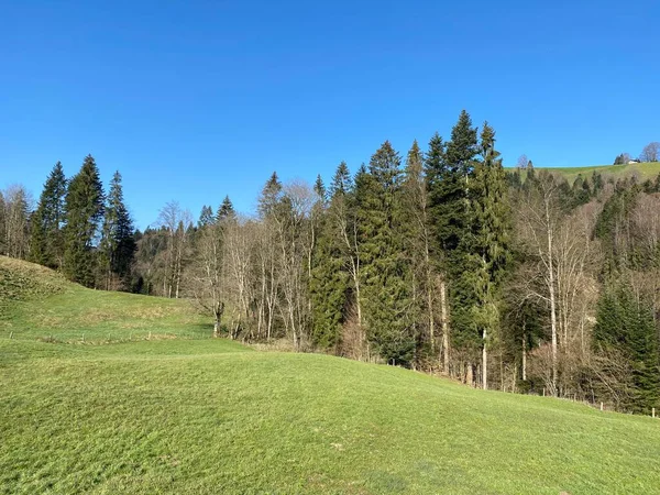 早春のスイスの山塊ピラトゥスの斜面にある亜高山草原と家畜の牧草地 シュワルツェンベルクLu ルツェルン州 カントン ルツェルン スイス スイス — ストック写真