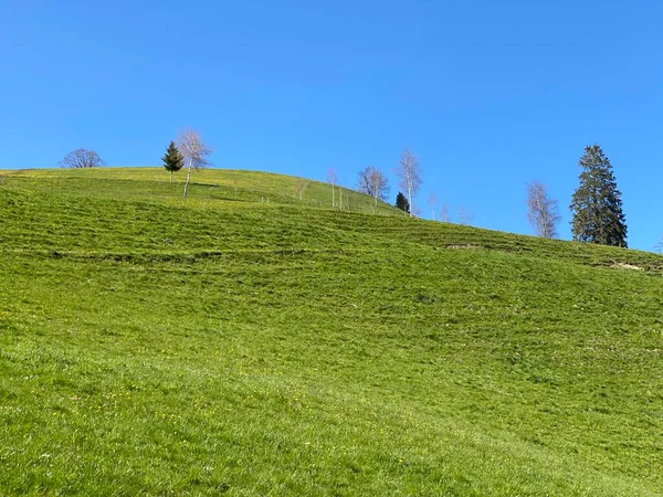Subalpine Łąki Pastwiska Dla Zwierząt Gospodarskich Zboczach Szwajcarskiego Masywu Górskiego — Zdjęcie stockowe