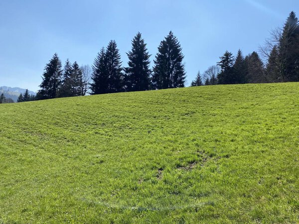 Subalpine meadows and livestock pastures on the slopes of the Swiss mountain massif Pilatus during early spring, Schwarzenberg LU - Canton of Lucerne (Kanton Luzern), Switzerland (Schweiz)