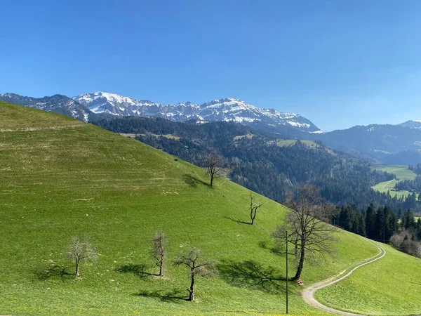 早春のスイスの山塊ピラトゥスの斜面にある亜高山草原と家畜の牧草地 シュワルツェンベルクLu ルツェルン州 カントン ルツェルン スイス スイス — ストック写真