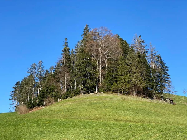 Subalpine Meadows Livestock Pastures Slopes Swiss Mountain Massif Pilatus Early — Stock Photo, Image