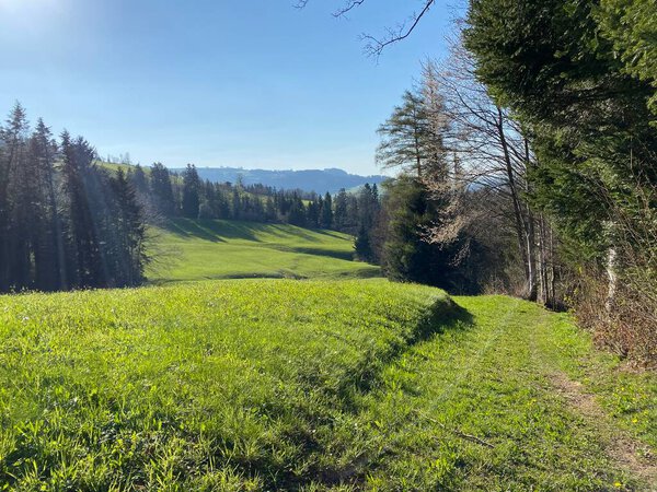 Subalpine meadows and livestock pastures on the slopes of the Swiss mountain massif Pilatus during early spring, Schwarzenberg LU - Canton of Lucerne (Kanton Luzern), Switzerland (Schweiz)