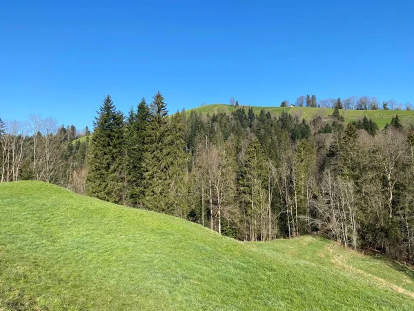 Bosques Subalpinos Mixtos Una Variedad Árboles Principios Primavera Las Laderas —  Fotos de Stock