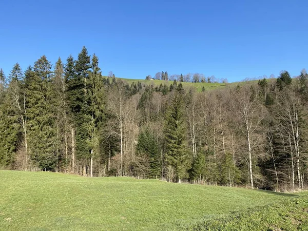 Mixed Subalpine Forests Variety Trees Early Spring Slopes Swiss Mountain — Stock Photo, Image