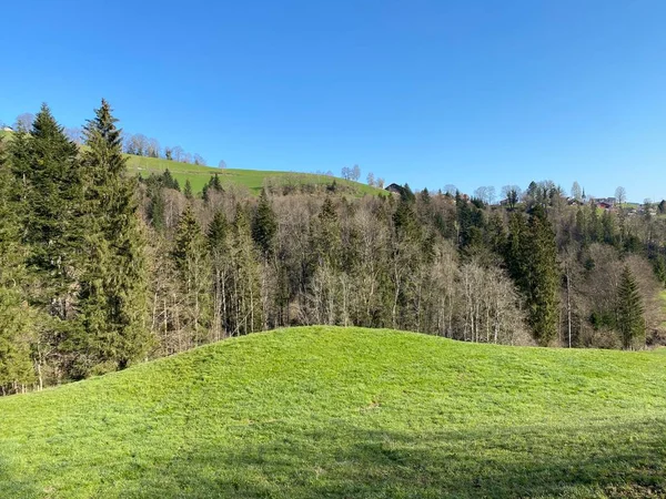 スイスの大規模なピラトゥス シュワルツェンベルクLu ルツェルンのカントン カントン ルツェルン スイス スイス の斜面に早春の混合亜高山の森林や様々な木 — ストック写真