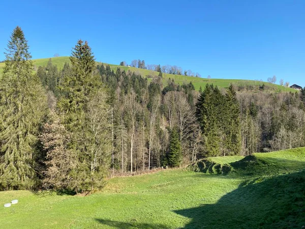 Gemengde Subalpiene Bossen Een Verscheidenheid Aan Bomen Het Vroege Voorjaar — Stockfoto