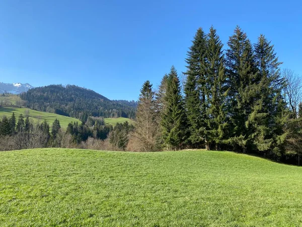 スイスの大規模なピラトゥス シュワルツェンベルクLu ルツェルンのカントン カントン ルツェルン スイス スイス の斜面に早春の混合亜高山の森林や様々な木 — ストック写真