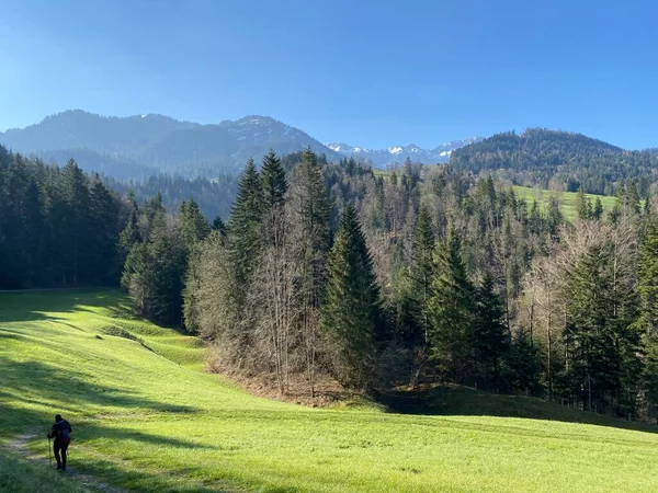 Smíšené Subalpské Lesy Různé Druhy Stromů Počátku Jara Svazích Švýcarského — Stock fotografie