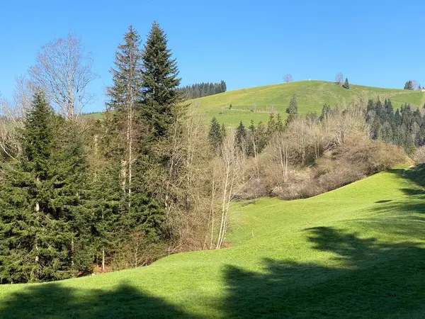 Mixed Subalpine Forests Variety Trees Early Spring Slopes Swiss Mountain — Stock Photo, Image