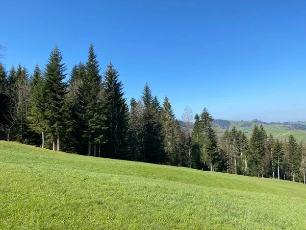 Florestas Subalpinas Mistas Uma Variedade Árvores Início Primavera Nas Encostas — Fotografia de Stock