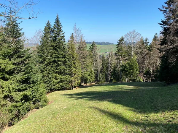 Subalpine Mischwälder Und Verschiedene Bäume Zeitigen Frühling Den Hängen Des — Stockfoto