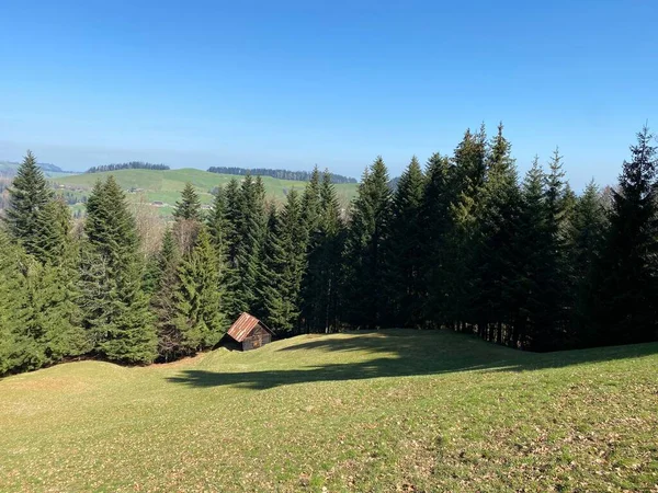 Gemengde Subalpiene Bossen Een Verscheidenheid Aan Bomen Het Vroege Voorjaar — Stockfoto