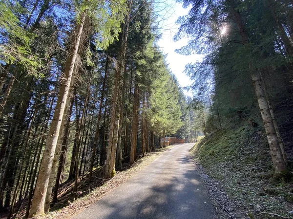 Foreste Subalpine Miste Una Varietà Alberi All Inizio Della Primavera — Foto Stock