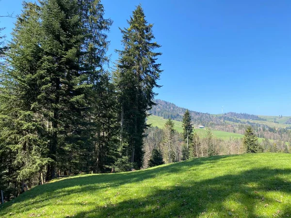 Gemengde Subalpiene Bossen Een Verscheidenheid Aan Bomen Het Vroege Voorjaar — Stockfoto