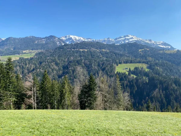 Gemengde Subalpiene Bossen Een Verscheidenheid Aan Bomen Het Vroege Voorjaar — Stockfoto