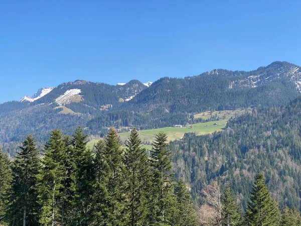 Змішані Субальпійські Ліси Різні Дерева Ранньою Весною Схилах Швейцарського Гірського — стокове фото