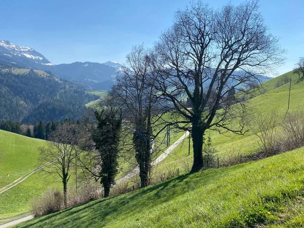 Vegyes Szubalpin Erdők Különböző Fák Kora Tavasszal Svájci Pilatus Hegylánc — Stock Fotó