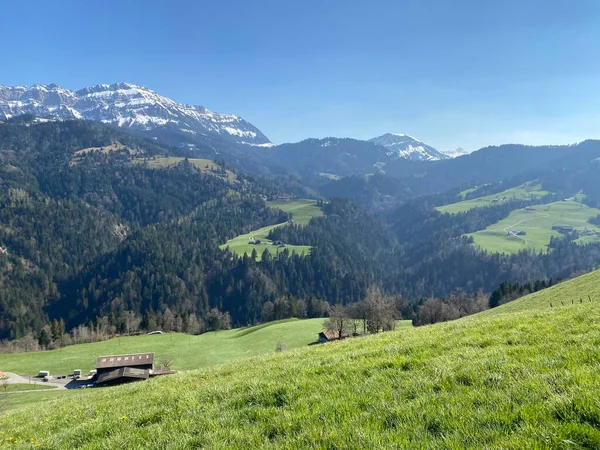 Mieszane Lasy Podalpejskie Różne Drzewa Wczesną Wiosną Zboczach Szwajcarskiego Masywu — Zdjęcie stockowe