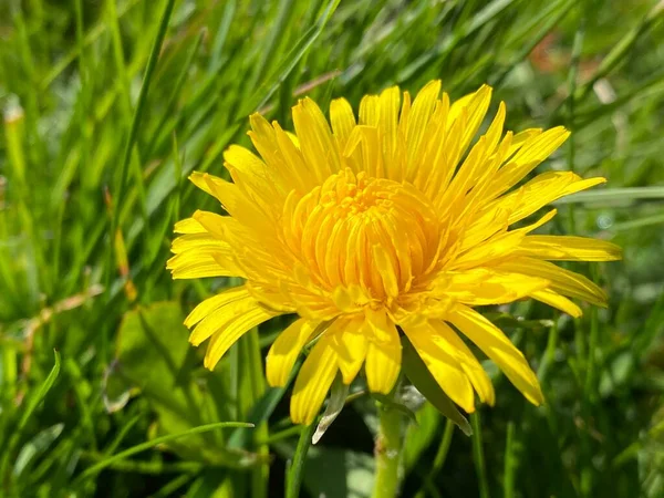 Genel Karahindiba Taraxacum Officinale Der Gewoehenliche Loewenzahn Oder Gewohnliche Lowenzahn — Stok fotoğraf