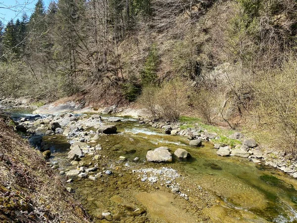 Subalpiene Rivier Ruemlig Rumlig Een Boskloof Bodem Van Noordelijke Hellingen — Stockfoto