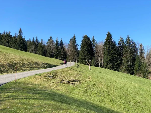 Subalpina Vägar Fjällskogsstigar Och Motionscykelleder Sluttningarna Det Schweiziska Bergsmassivet Pilatus — Stockfoto