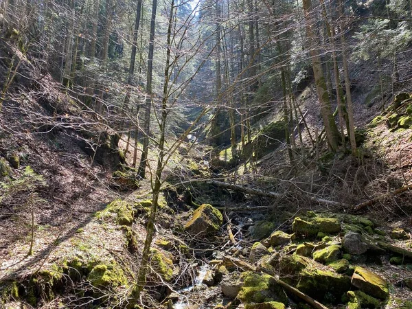 Torrente Torrente Chrideggbach Sulle Pendici Del Massiccio Montano Svizzero Pilatus — Foto Stock