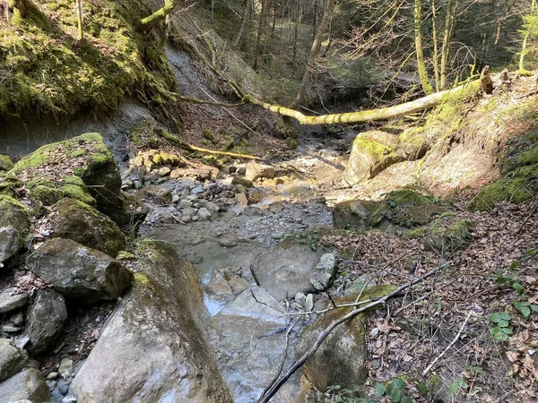 Sintflutartiger Alpiner Waldbach Chrideggbach Den Hängen Des Schweizer Bergmassivs Pilatus — Stockfoto