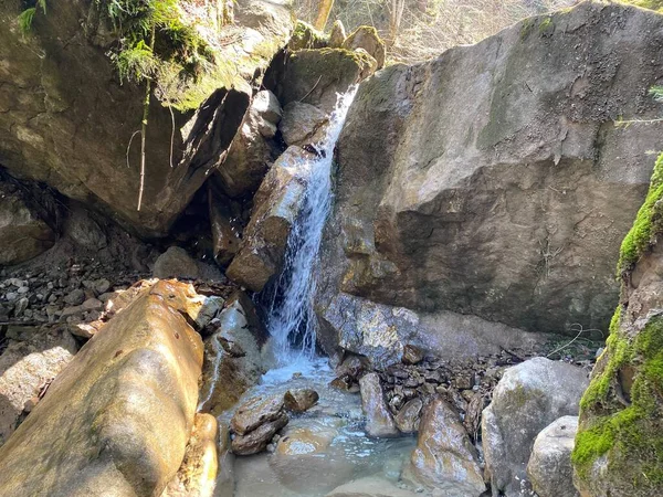 Fluxo Torrencial Floresta Alpina Chrideggbach Nas Encostas Maciço Montanhoso Suíço — Fotografia de Stock