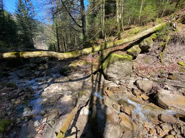 Ruisseau Forestier Alpin Torrentiel Chrideggbach Sur Les Pentes Massif Montagneux — Photo